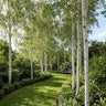 Silver Birch