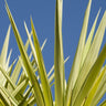 Silver Star Yucca
