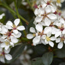 Snow Maiden Indian Hawthorn