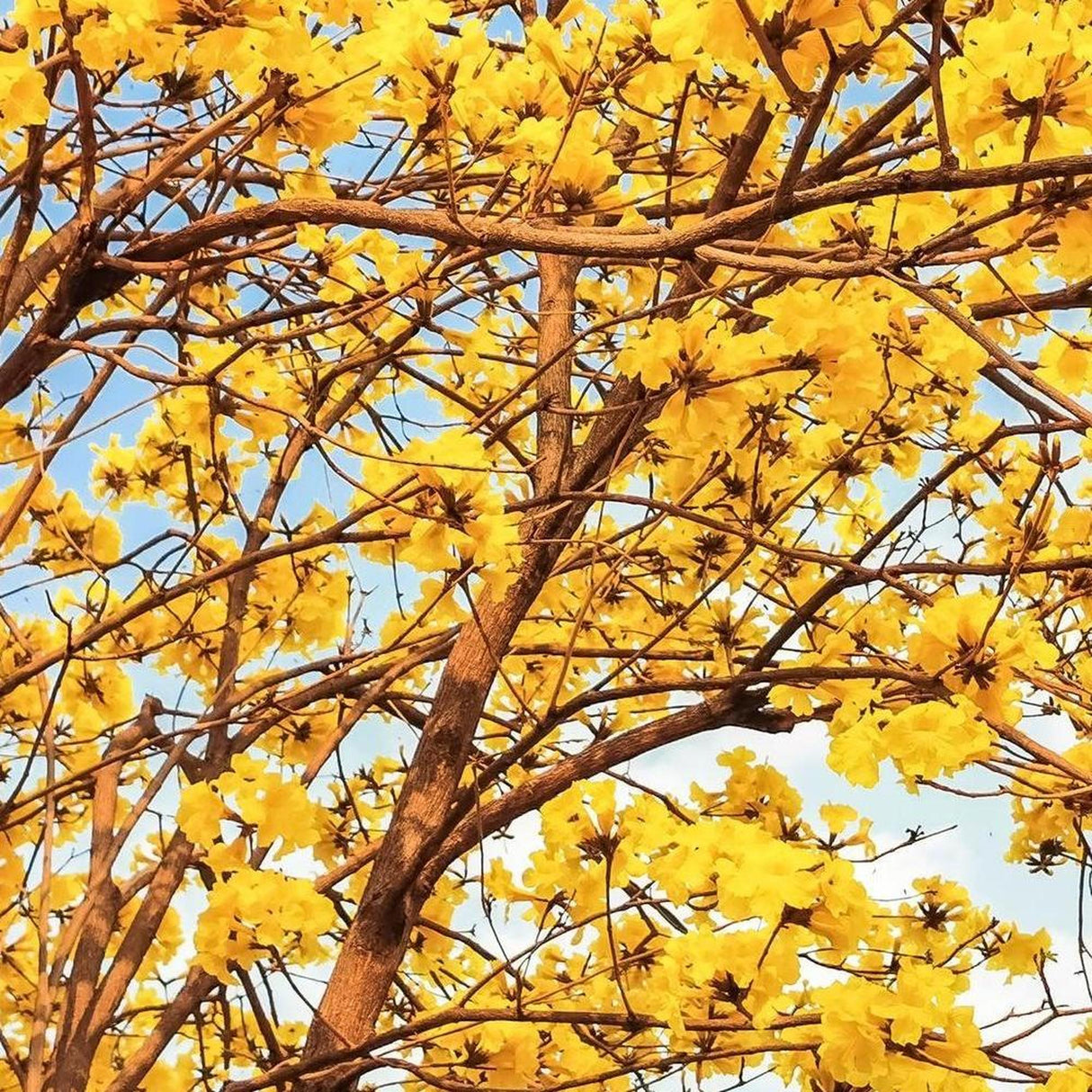 Ex Ground TABEBUIA chrysantha (Golden Trumpet Tree) displays vibrant yellow blossoms set against a clear blue sky.-Nursery Near Me