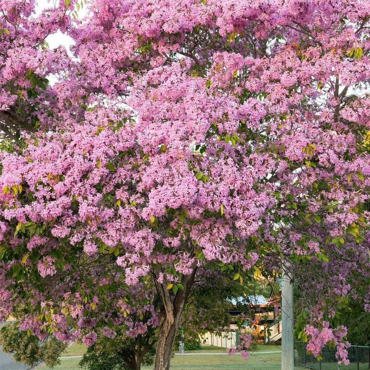 The TABEBUIA palmeri (Pink Trumpet Tree) - Ex Ground, with its dense clusters of vibrant pink blossoms, stands proudly against a backdrop of greenery, ideal for enhancing advanced landscape projects on sunny days.-Nursery Near Me