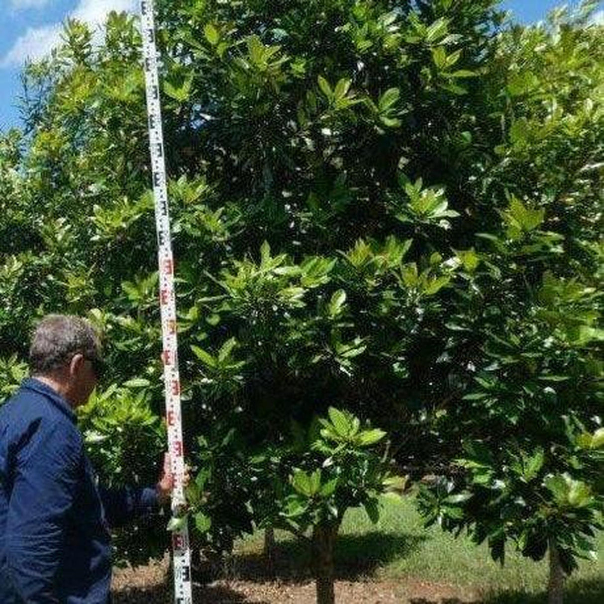 On a sunny day, someone uses a tall measuring stick to evaluate the growth of TRISTANIOPSIS laurina Luscious DOW10 (Water Gum) - Ex Ground, showcasing its instant landscape value.-Nursery Near Me