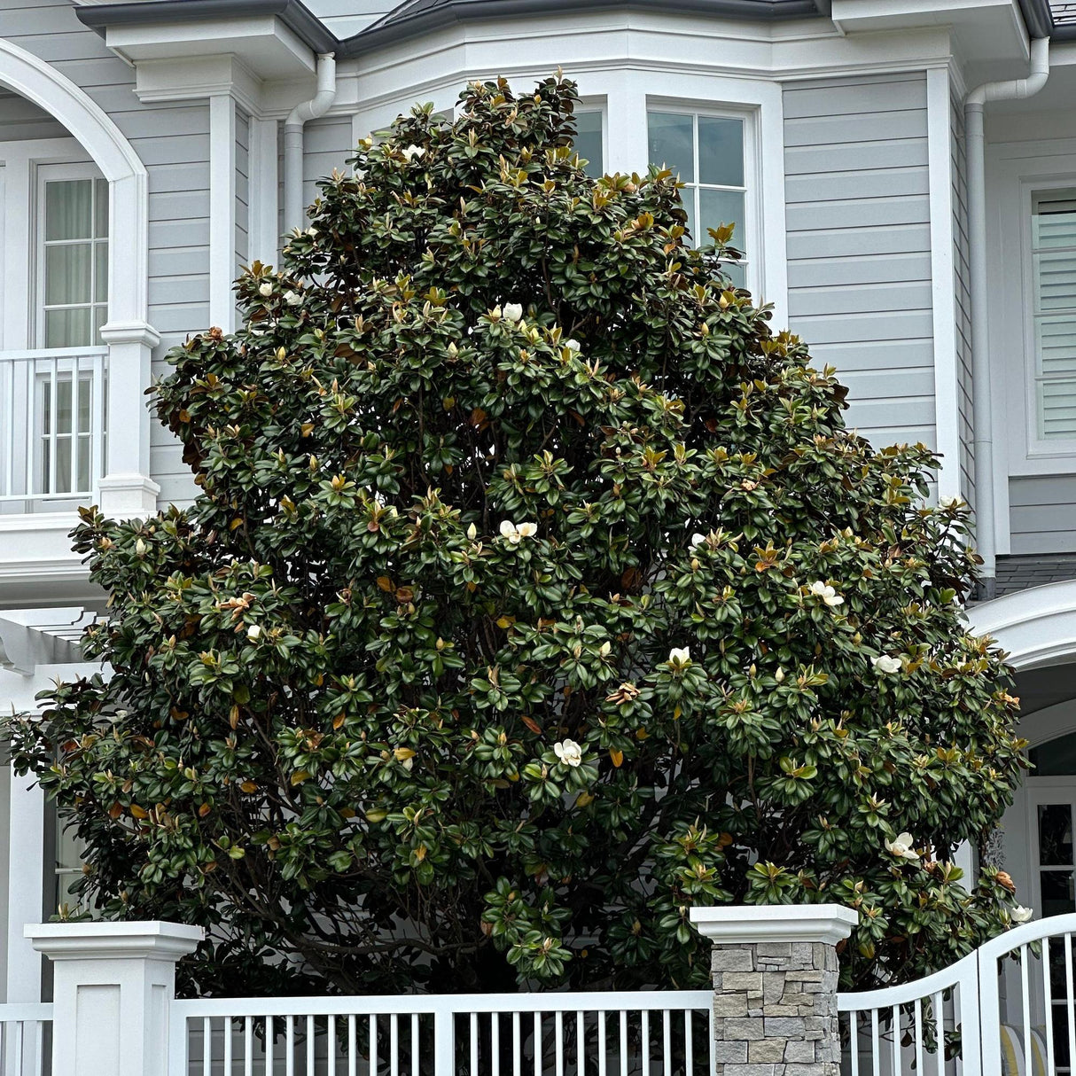 A large Magnolia grandiflora Teddy Bear with fragrant white flowers stands proudly in front of a gray house, beside a white fence and stone pillar.-Nursery Near Me