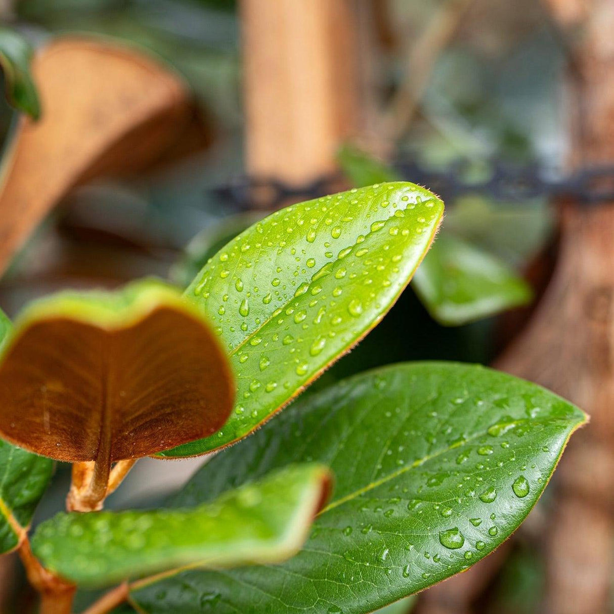A close-up of water-dappled green leaves, partly in focus, captures the essence of Magnolia grandiflora Teddy Bear. Some leaves softly blur into the background, hinting at the promise of fragrant white blooms.-Nursery Near Me