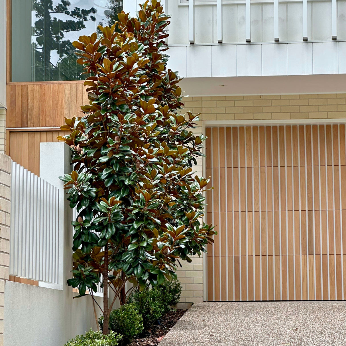 A magnificent Magnolia grandiflora Teddy Bear, known for its fragrant white flowers, stands tall beside a modern house’s wooden garage door and pristine white fence.-Nursery Near Me