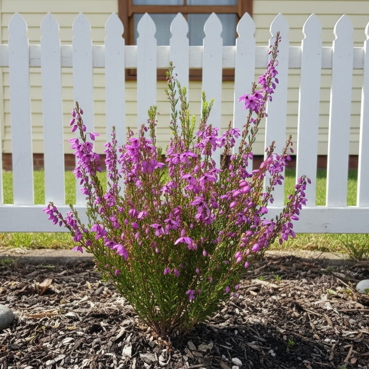 Tetratheca ‘Spring Cheer’, a shrub with pink-purple flowers, blooms in front of a white picket fence in a mulched garden bed.