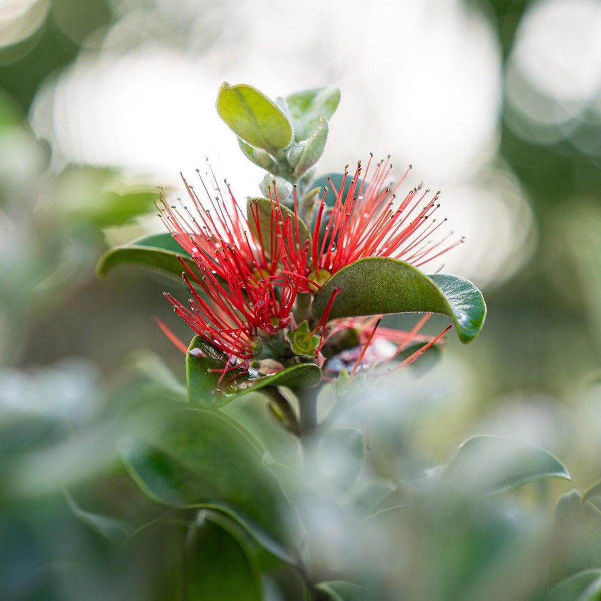 Close-up of Thomas's Pohutukawa (Metrosideros thomasii) flower with vibrant red petals and green leaves, highlighting the striking beauty of this hardy coastal tree against a softly blurred natural background.