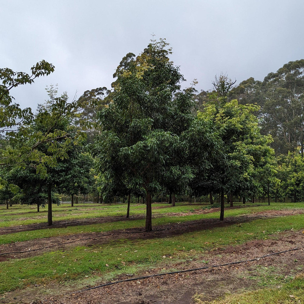A grove of lush green trees, featuring Waterhousia floribunda (Weeping Lilly Pilly) - Ex Ground, enhances the grassy terrain under a cloudy sky, ideal for creative landscape projects.-Nursery Near Me
