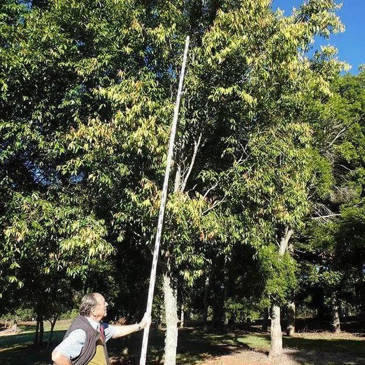 In a sunny park, someone uses a long pole to measure the height of a Waterhousia floribunda (Weeping Lilly Pilly) tree—crucial for advanced landscaping projects.-Nursery Near Me