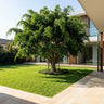 Weeping Fig
