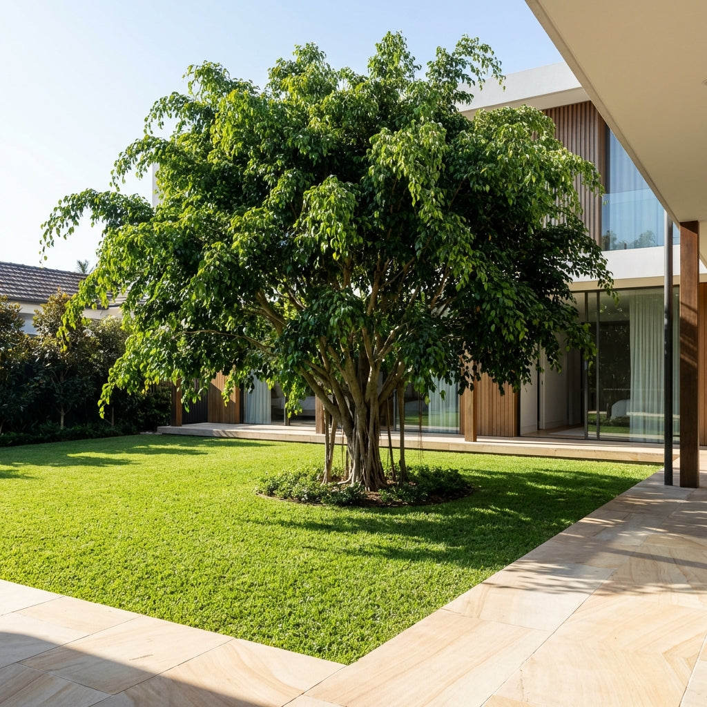 A large Weeping Fig - Ficus benjamina stands in the center of a modern home’s green courtyard, its lush canopy providing a natural privacy screen and a welcoming walkway around it.