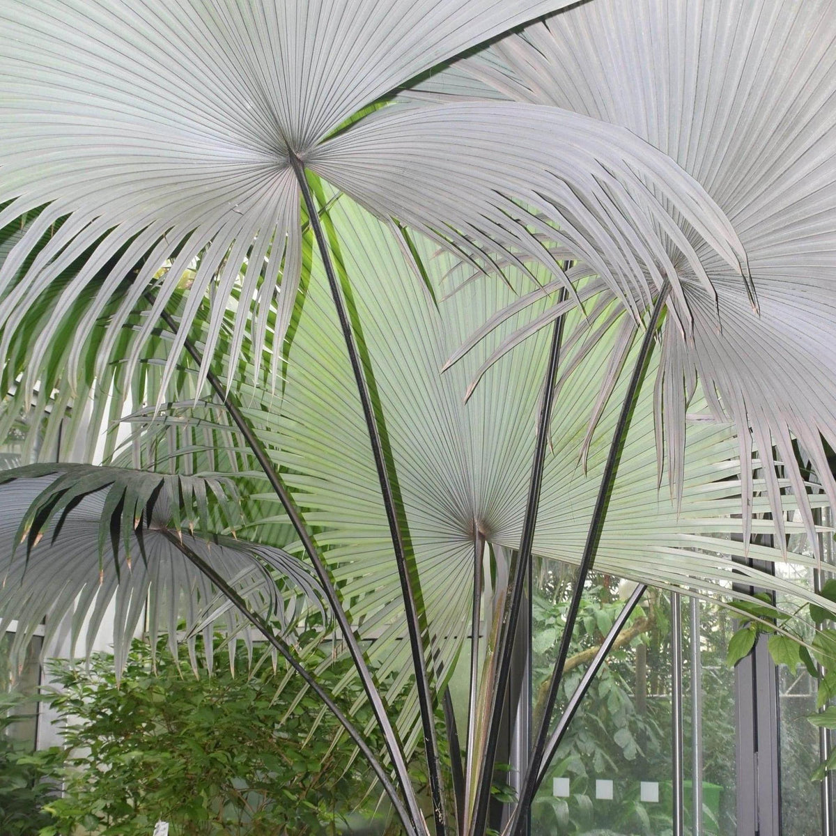 white palm plant White Elephant Palm - Kerriodoxa elegans