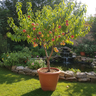 White Opal Peach Tree
