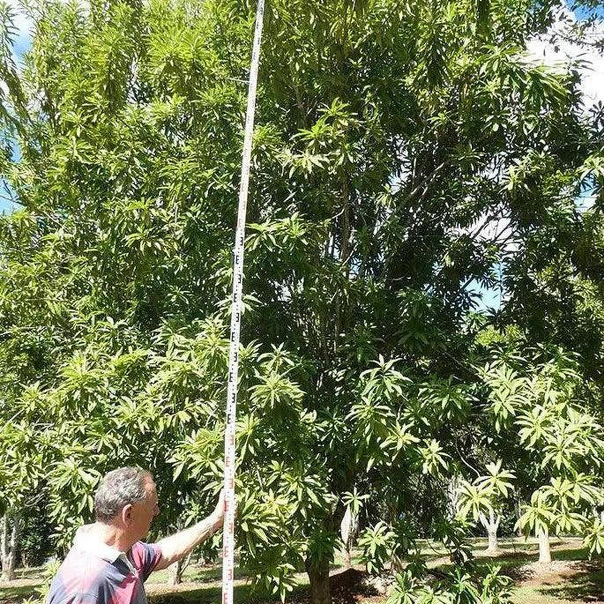In a lush garden, a man uses a long pole to measure the impressive height of an XANTHOSTEMON chrysanthus (Golden Penda) - Ex Ground, showcasing the landscape impact of such magnificent field-grown trees.-Nursery Near Me
