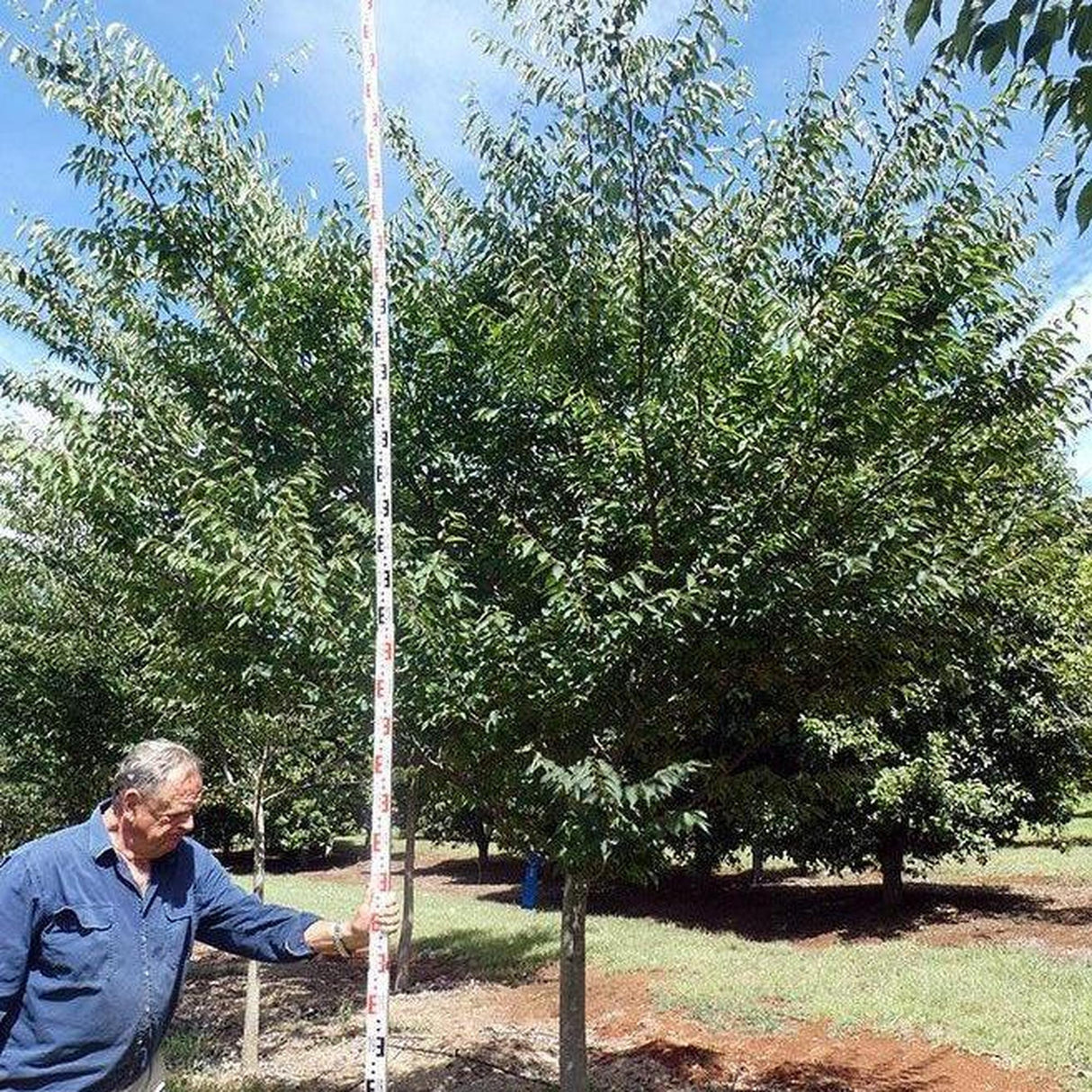 A landscape expert uses a tall measuring stick to measure the height of a Zelkova serrata, under the warm sun.-Nursery Near Me
