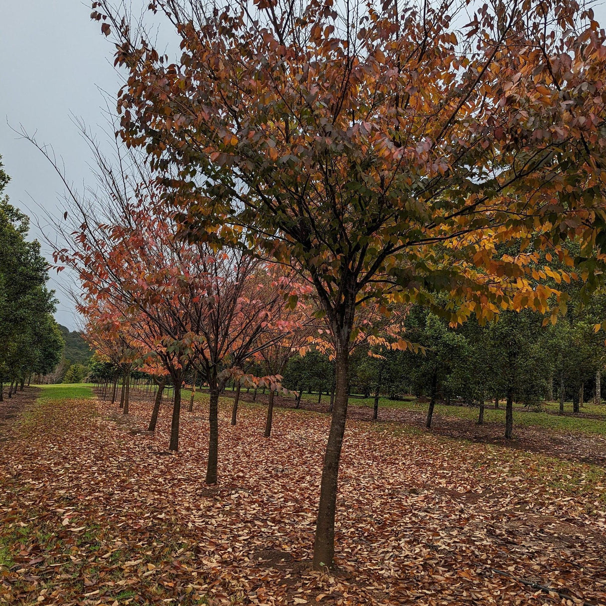 Golden autumn leaves create a picturesque scene in the park, featuring the Zelkova serrata (Japanese Elm) - Ex Ground prominently among fallen foliage. This view inspires landscape projects, showcasing natures artistry beautifully.-Nursery Near Me