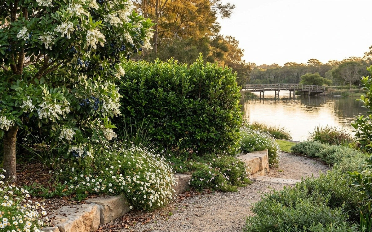 A Forster garden with a lilly pilly screen, a blueberry ash and seaside daisies