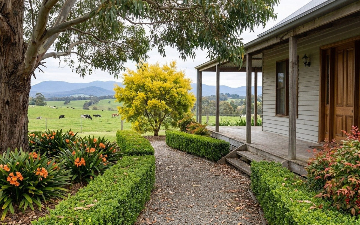 A Gippsland garden with a box hedge, golden melaleuca, clivias and nandina