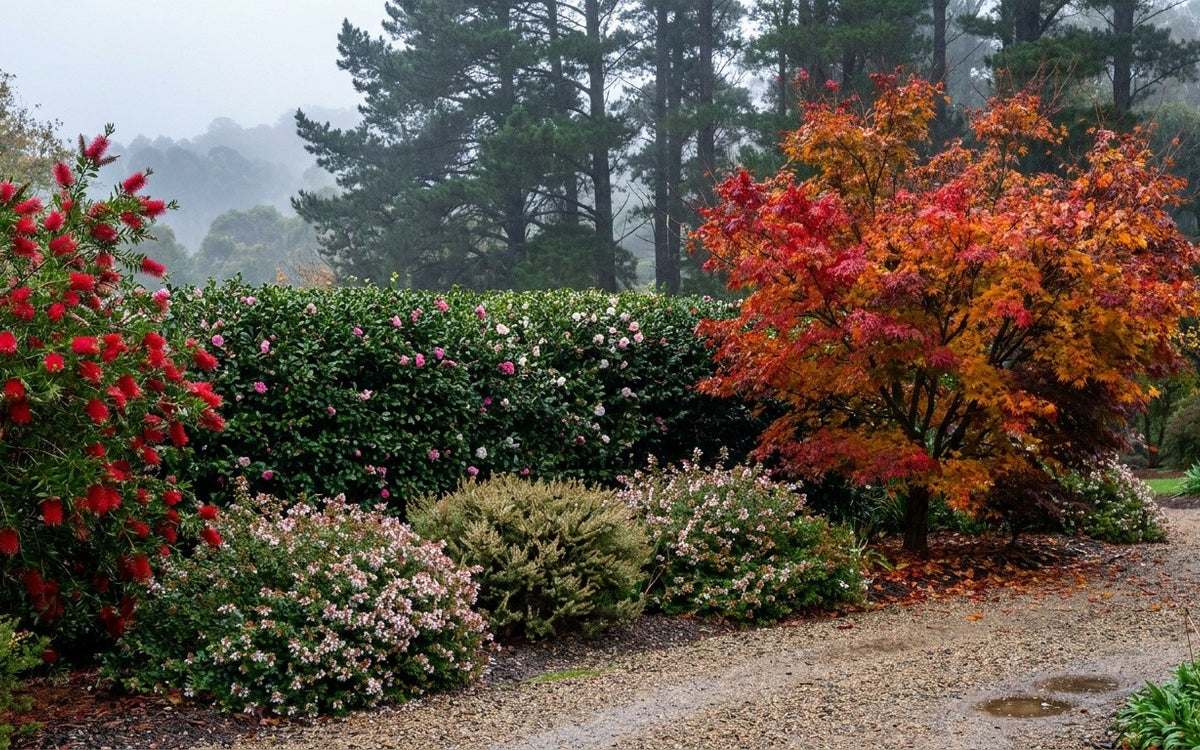 A Macedon Ranges garden with a camellia hedge, a bottlebrush and a maple in autumn colour