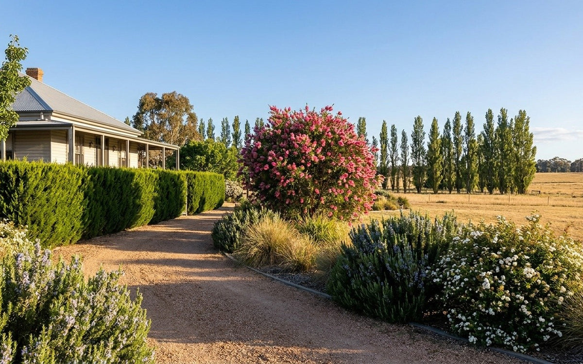 A New England garden with a conifer hedge, bottlebrush, rosemary and may bush