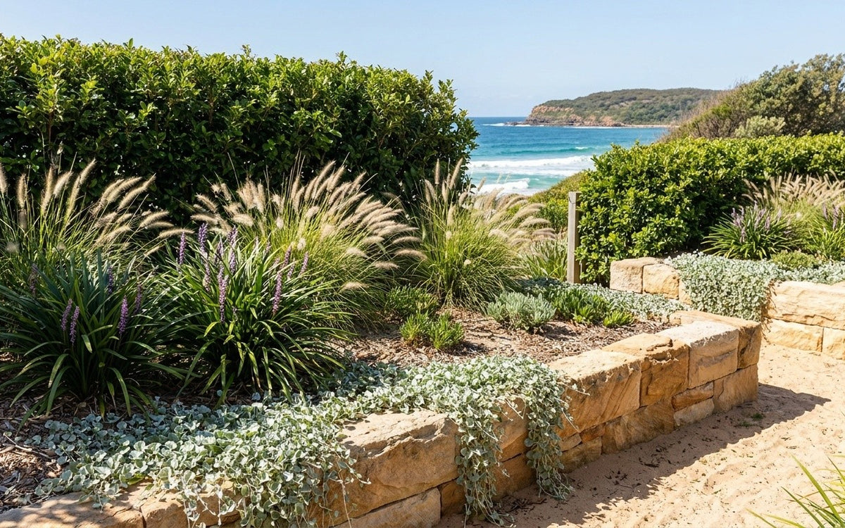 A Northern Beaches garden with a lilly pilly hedge, fountain grass and liriope