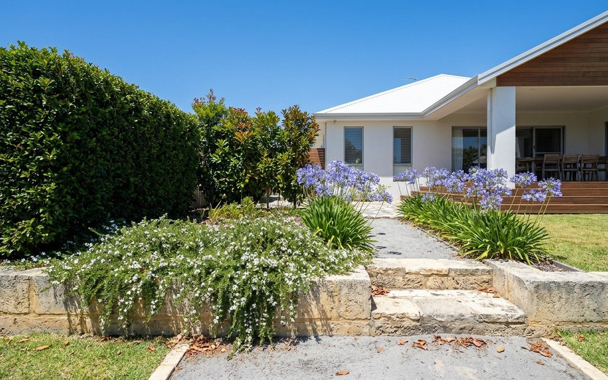 A Perth garden with a viburnum hedge, blue agapanthus and myoporum over limestone