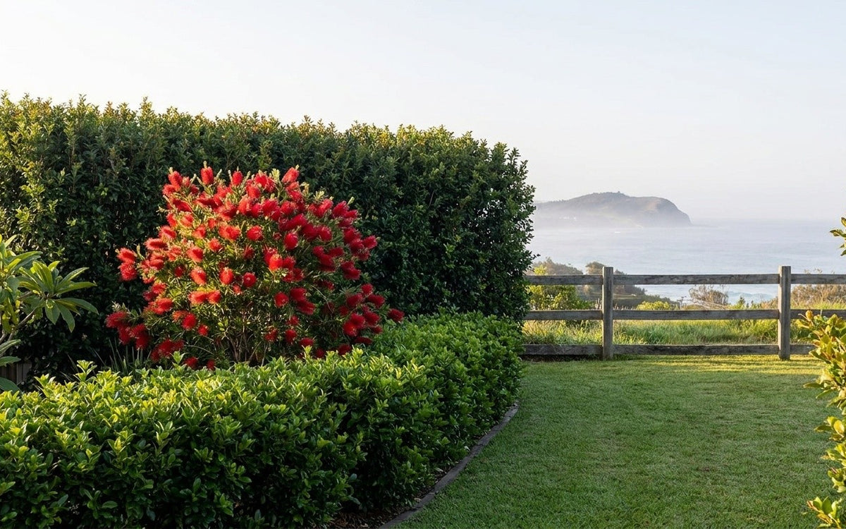A Port Macquarie garden with lilly pilly screening, murraya and a bottlebrush