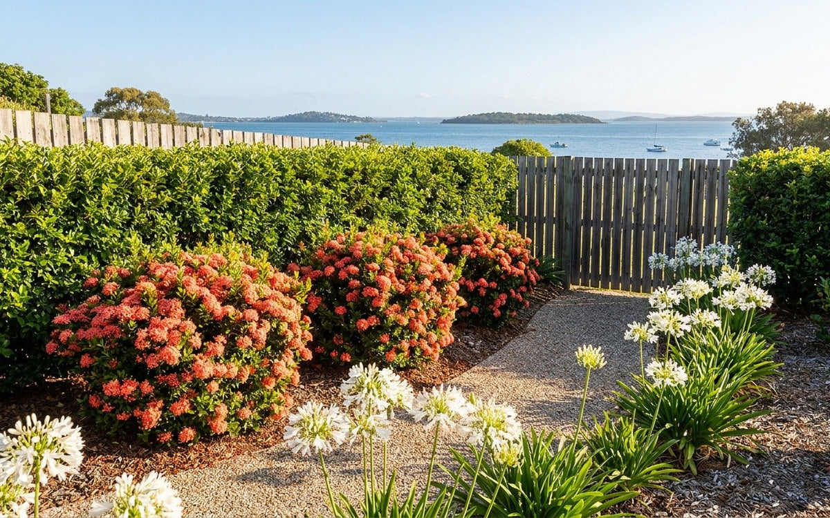 A Redlands bayside garden with lilly pilly, ixora and agapanthus