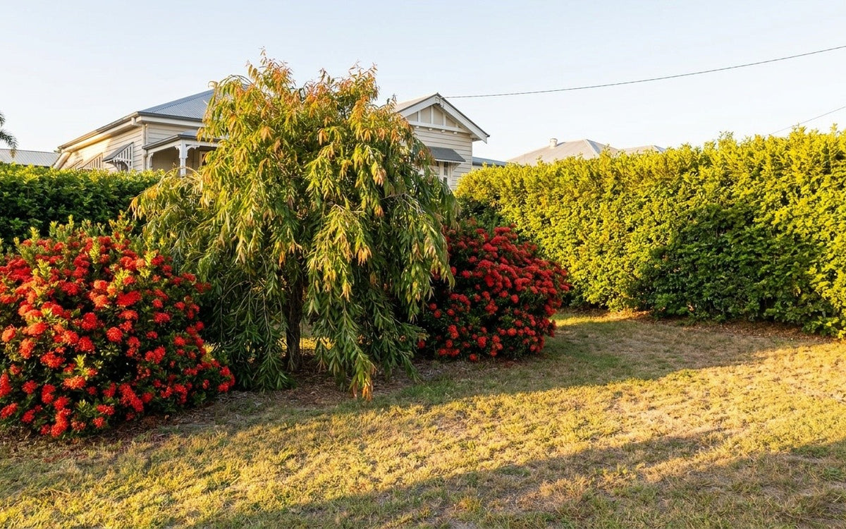 A Rockhampton garden with a murraya hedge, ixora and a weeping lilly pilly
