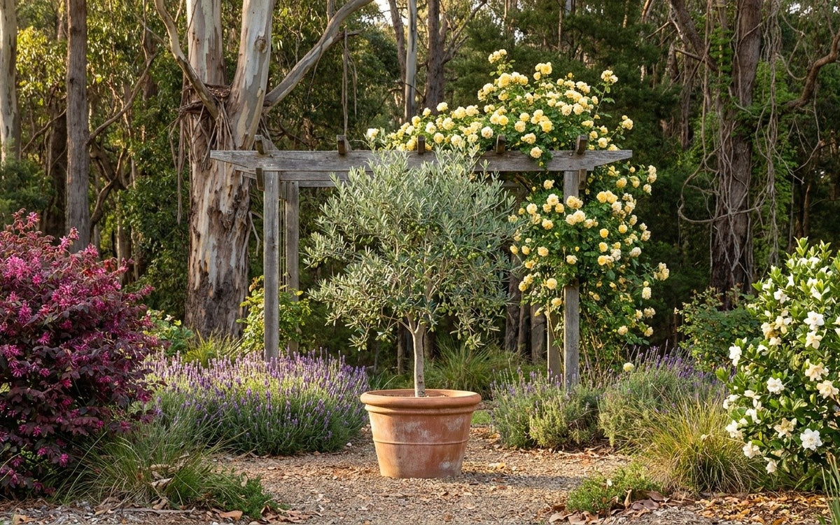 A South West WA garden with an olive tree, loropetalum, a gardenia and a climbing rose