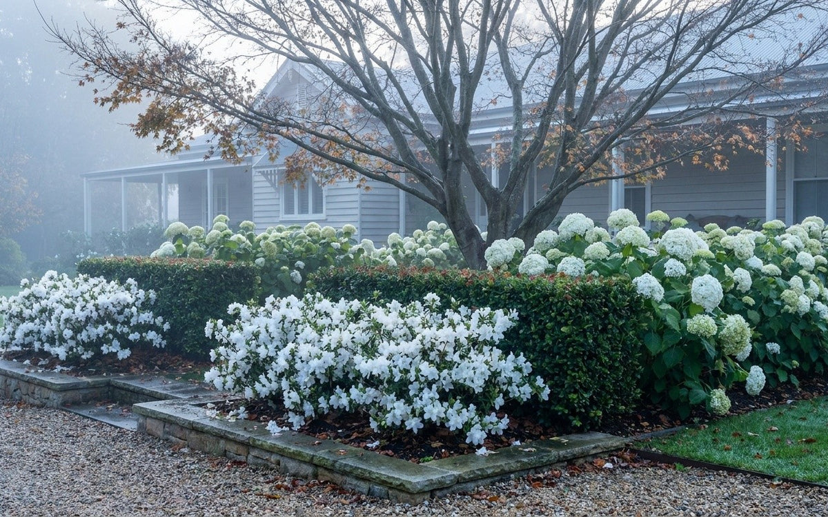 A Southern Highlands garden with azaleas, hydrangeas and a clipped hedge