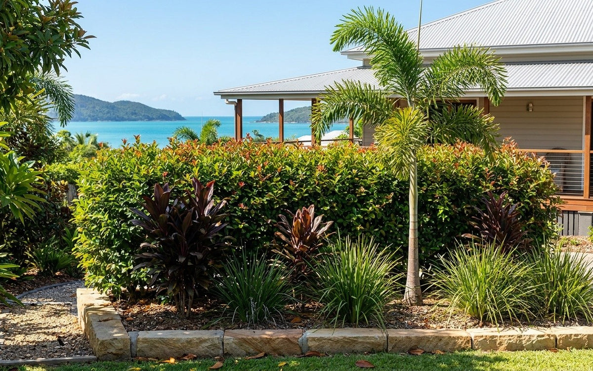 An Airlie Beach garden with a lilly pilly hedge, cordylines, lomandra and a palm