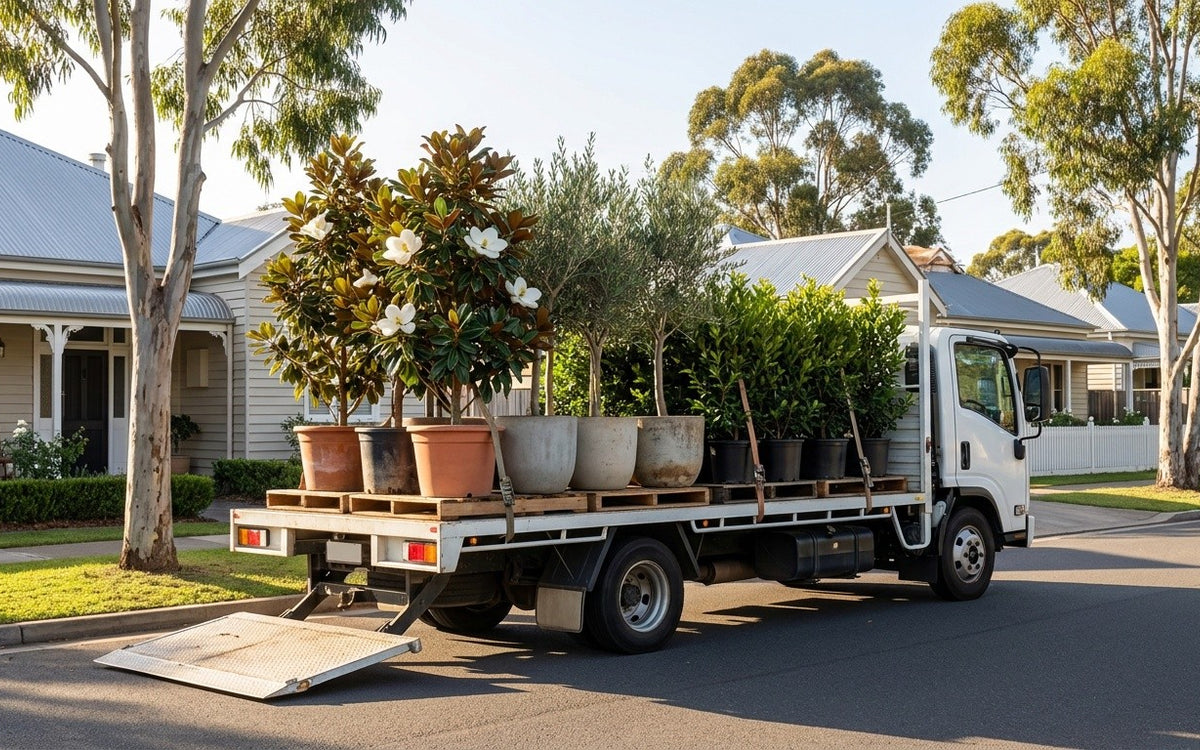 Potted plants strapped upright on pallets on an open delivery truck