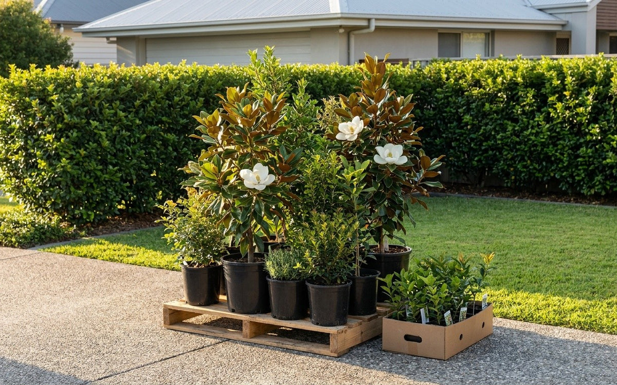 A delivered order of nursery plants on a pallet on a customer driveway