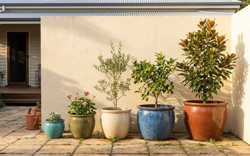 Garden pots in five sizes, each with a plant to suit