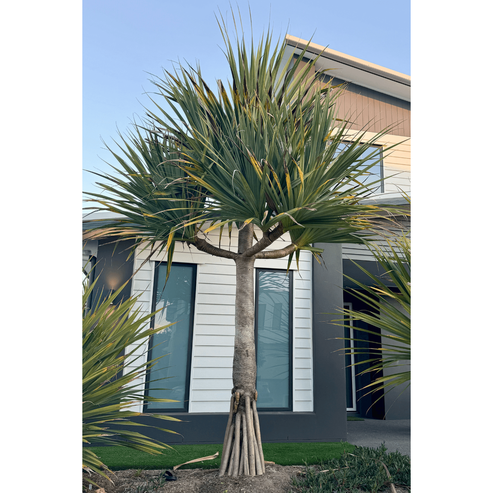 Pandanus as a feature tree in your garden