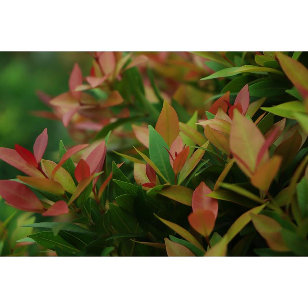 Choosing the Right Lilly Pilly: A Complete Guide
