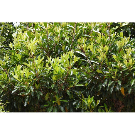 Viburnum Odoratissimum: A Must-Have Plant in Garden Design