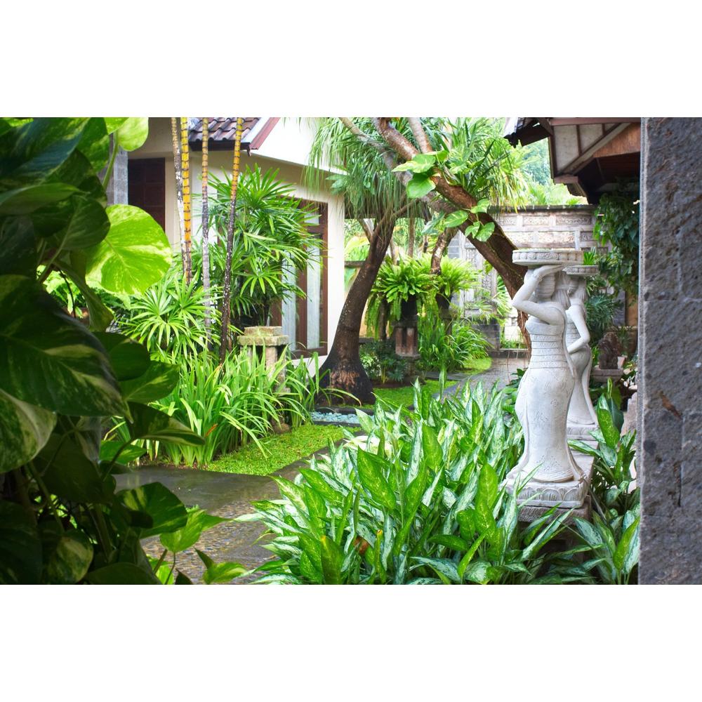 Transform Your Backyard into a Tropical Paradise