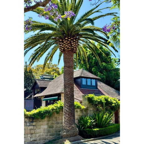 Feature Plants That Dominate: Choosing the Right Focal Points