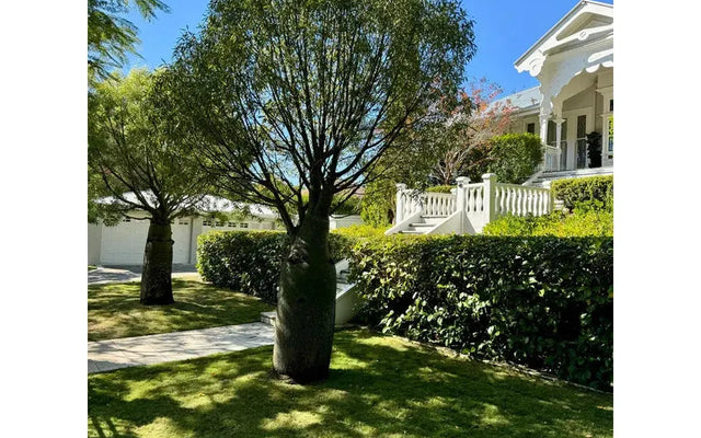 Queensland Bottle Tree: Growing Brachychiton rupestris