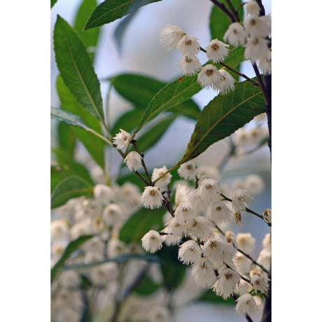 Blueberry Ash: A Stunning Evergreen Tree for Your Landscape