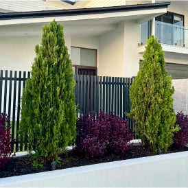 The Benefits of Planting Conifers