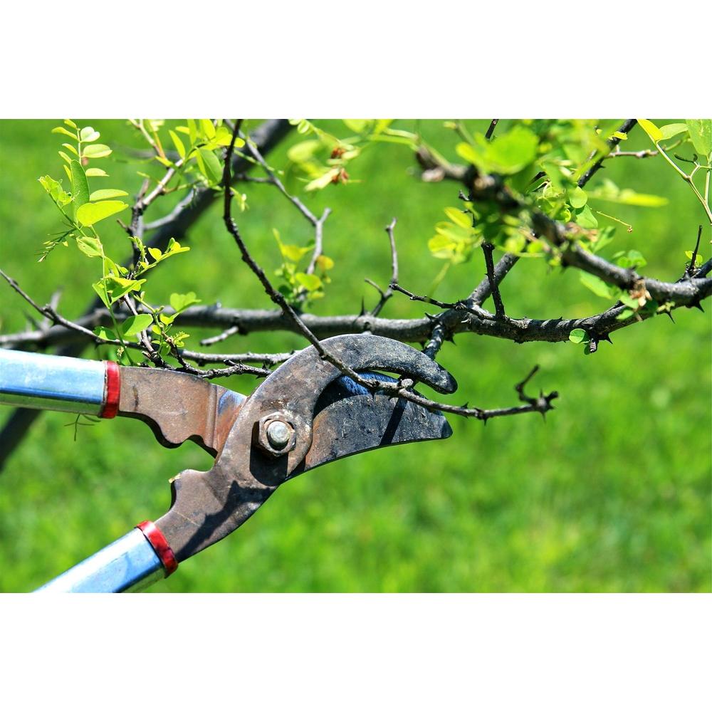 Pruning for Beginners: A Simple Guide to Get Started