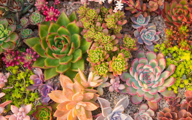 Succulents in Australia: A Complete Care Guide