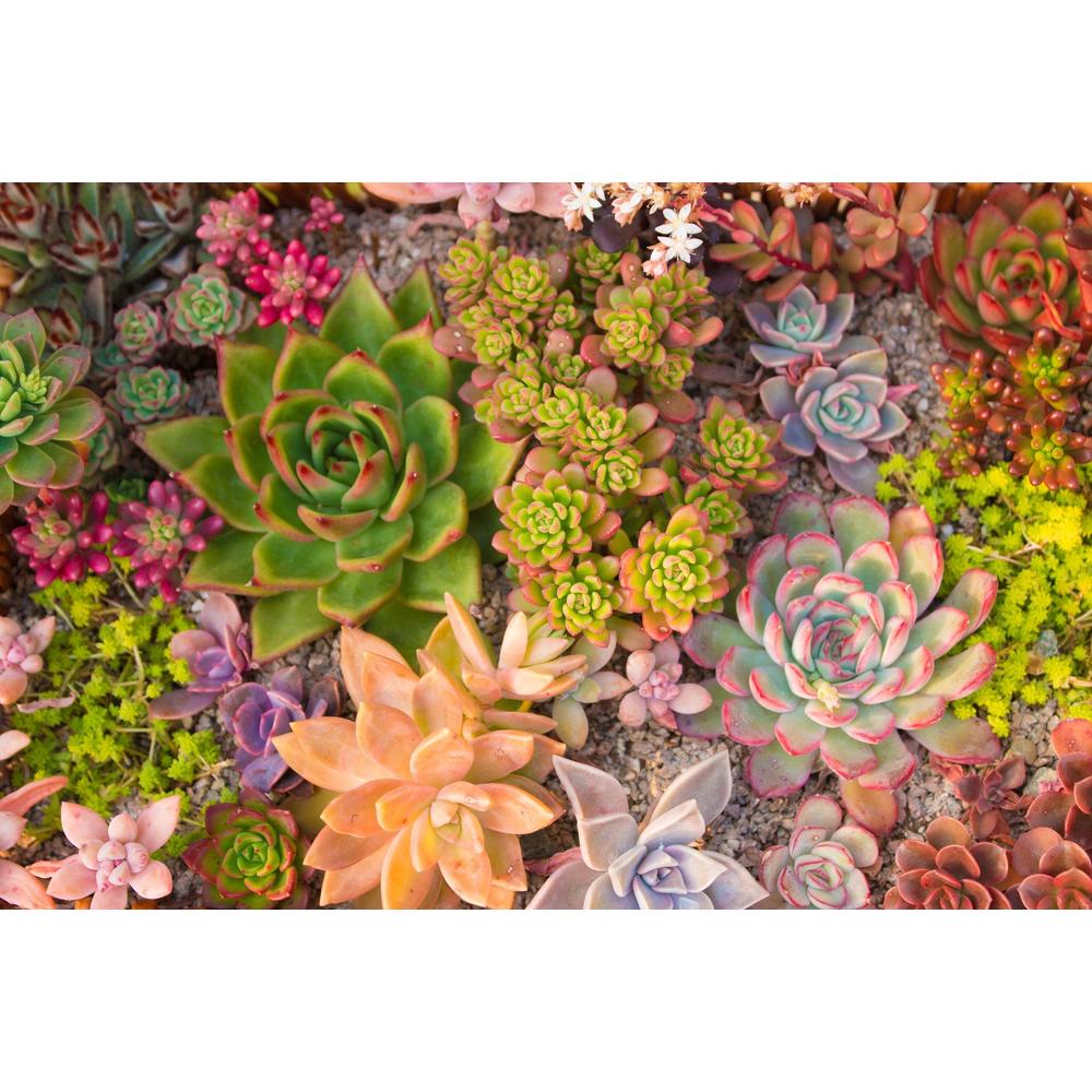 The World of Succulents: A Must-Have Guide for Garden Lovers