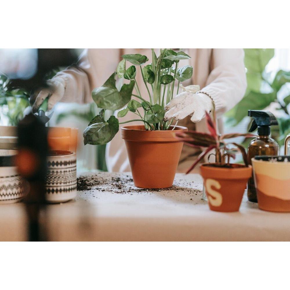 Frequently Asked Questions About Plant Selection and Care