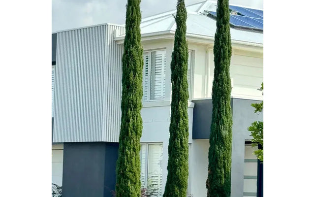 Pencil Pines in Australia: Varieties and Care