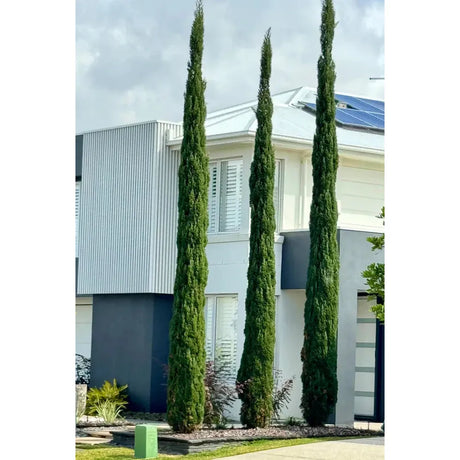 Pencil Pine Characteristics & Care