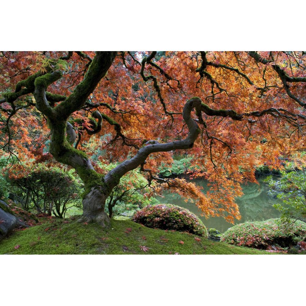 Japanese Maple: A Gardener's Guide for 2025